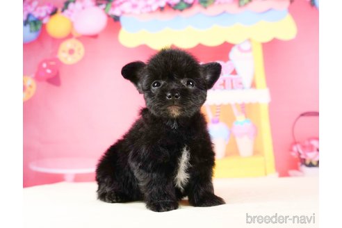 成約済の静岡県のチワプー:チワワ×トイプードル-316905の6枚目